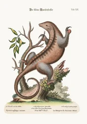 The little Ant-Eater, 1749-73